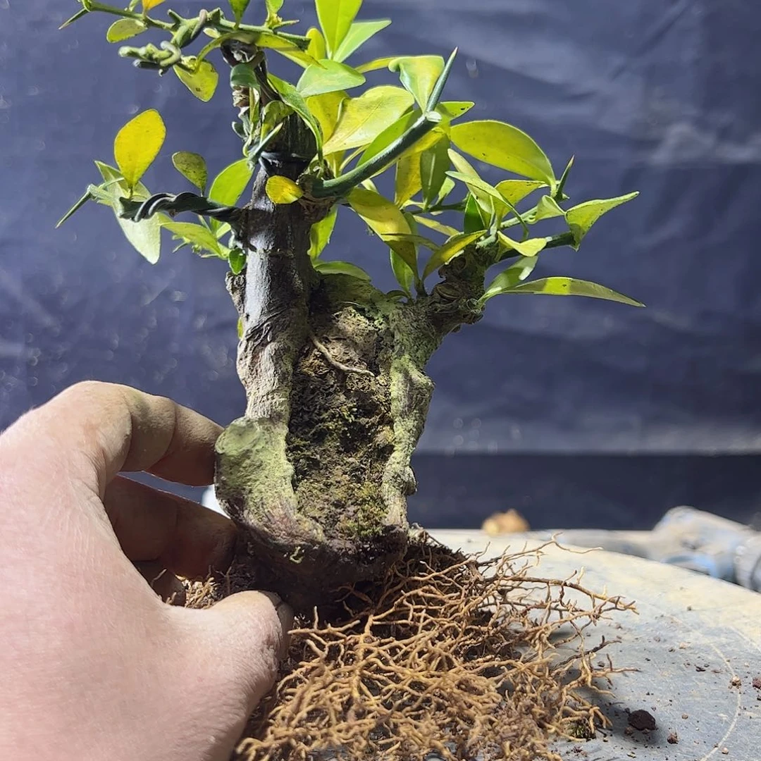 土*趣味把玩diy小苗