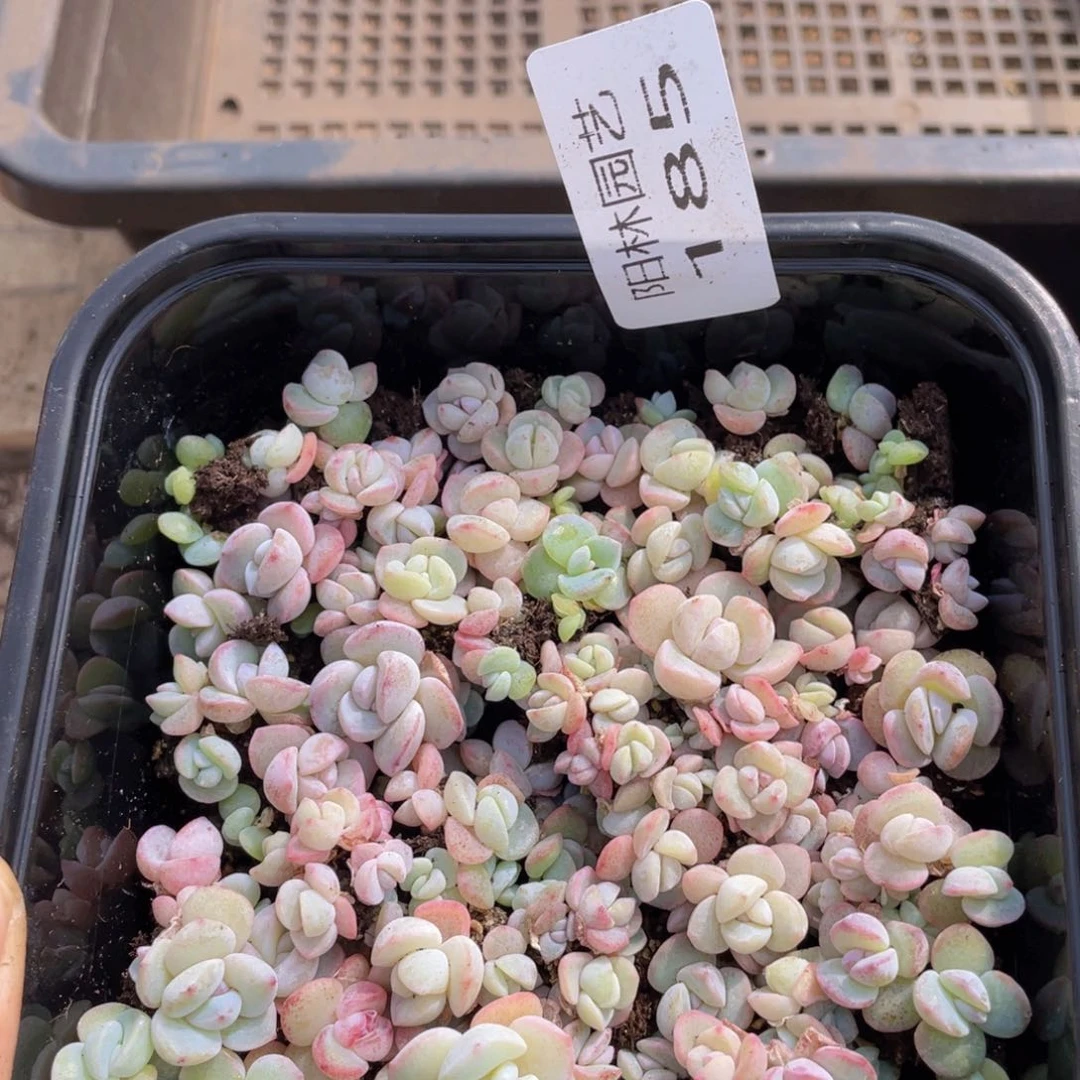 多肉植物多肉植物185