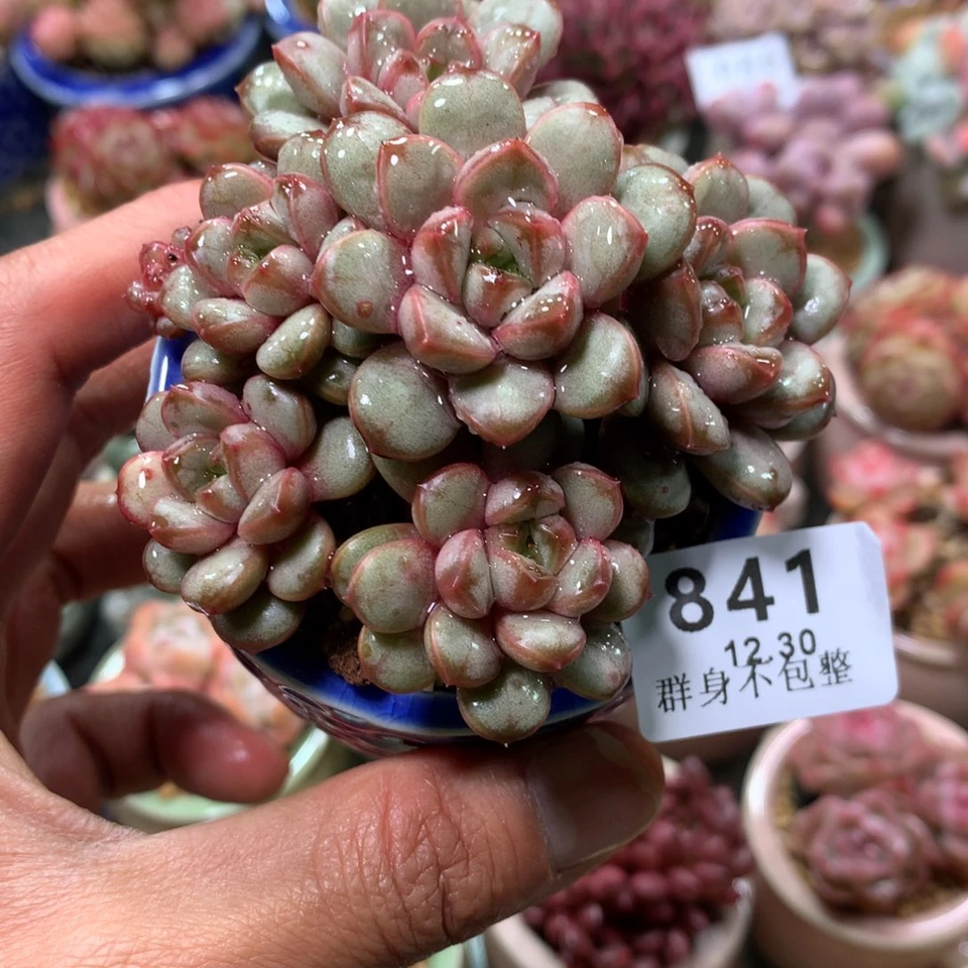 精控拇指盆12.30841