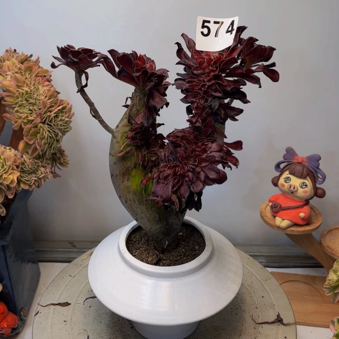 多肉植物晚霞缀574