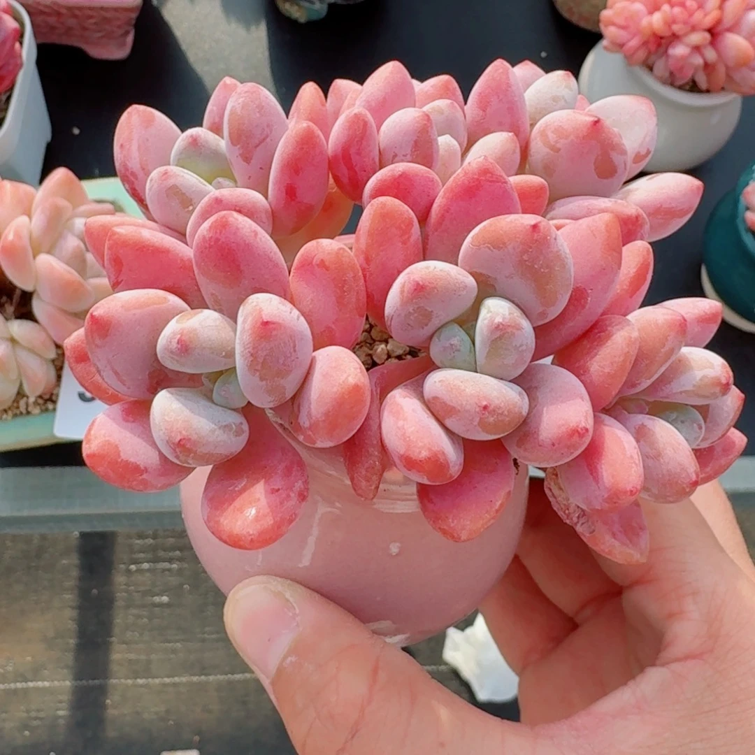 丸叶洛神      愿你一路坦途，乘风破浪展宏图