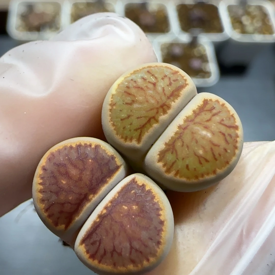 11.25。腮红菊*2。 5005