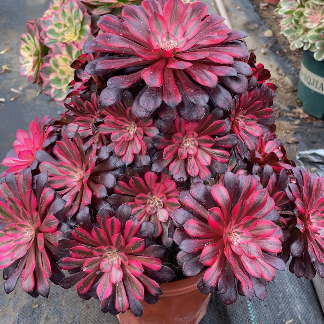 艳***。026黑铜白精品法师老桩