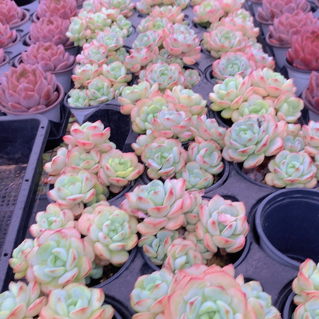 香草碧斯3678899etyuiooo