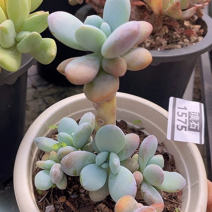 雪美人1575多肉植物