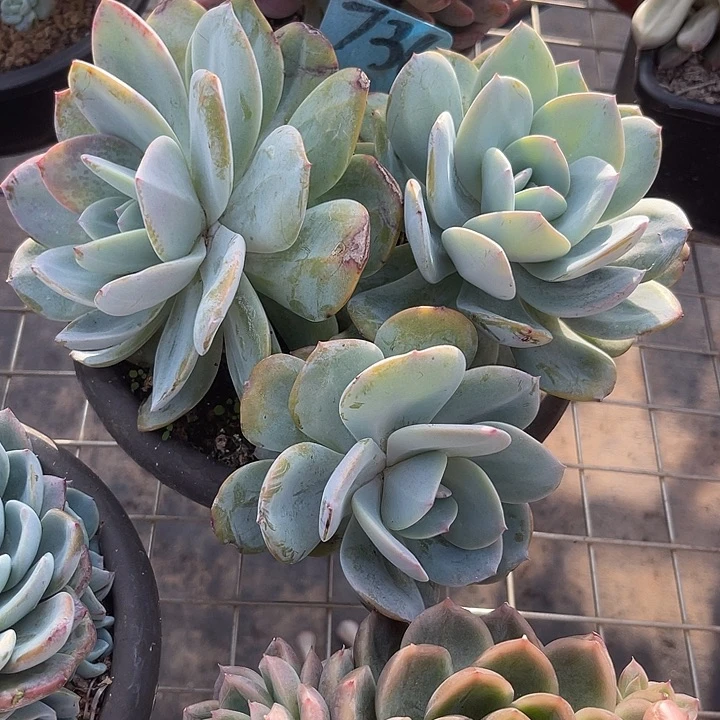 两单包邮，一物一拍736奶茶