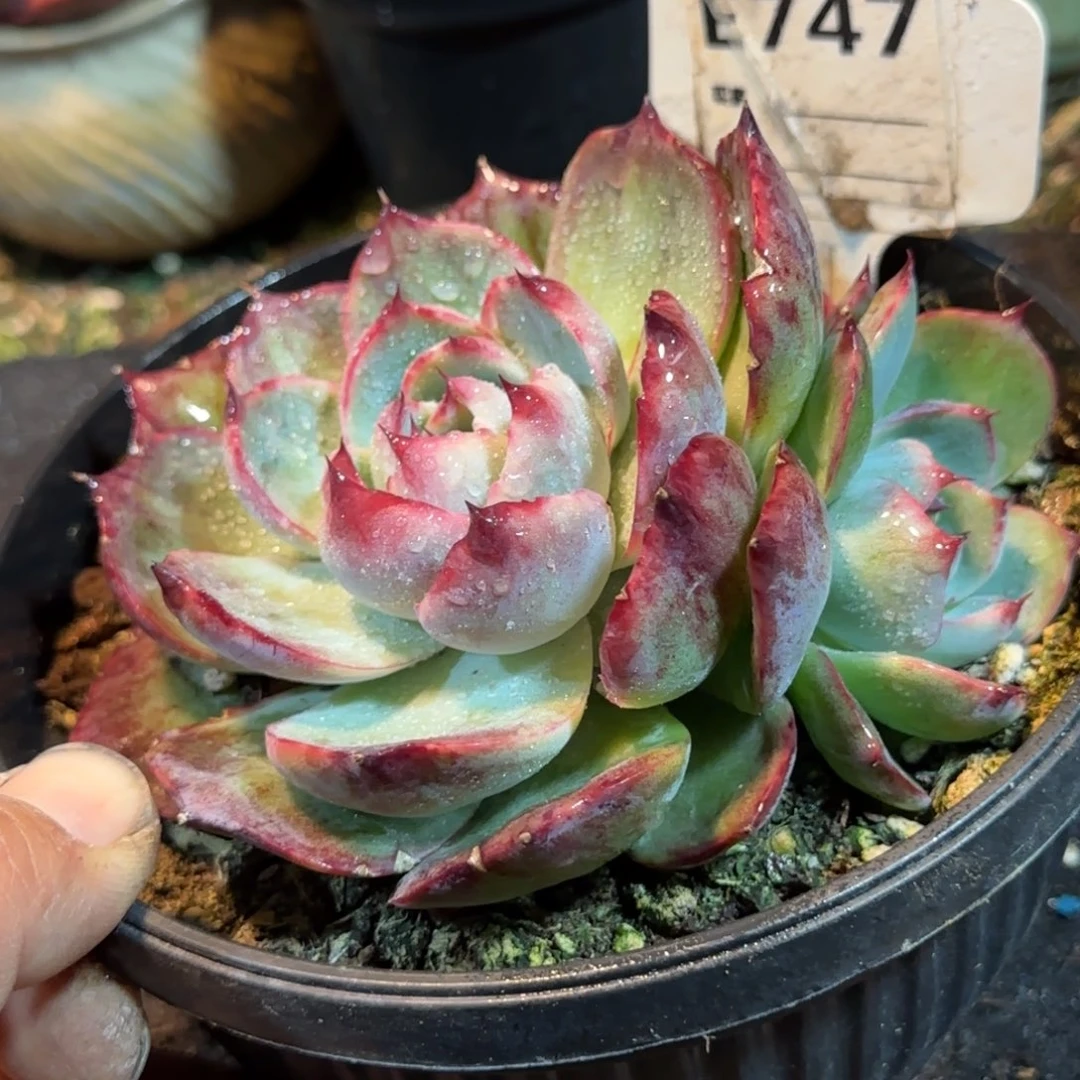 惊鸿一物一拍包装收缩花旱747