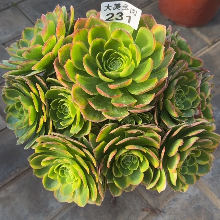 奶白锦231肉肉肉肉