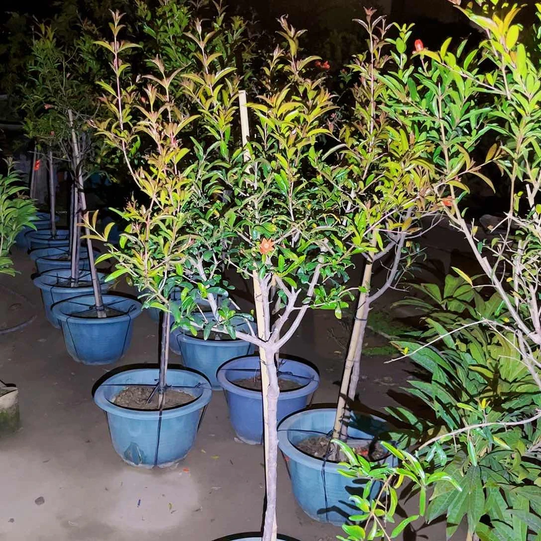 鹰*果苗。果苗。果苗6666