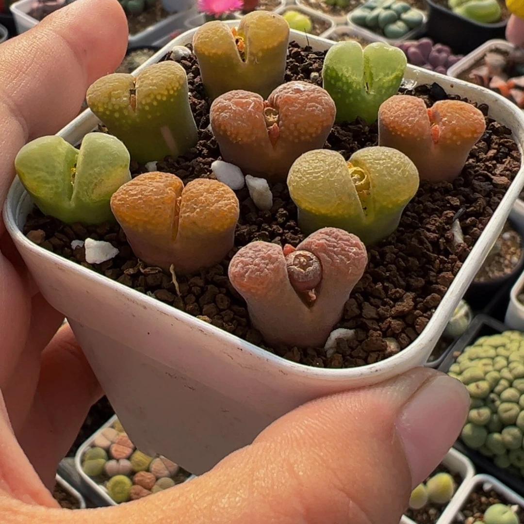 嘟***嘟522多肉植物种类多样