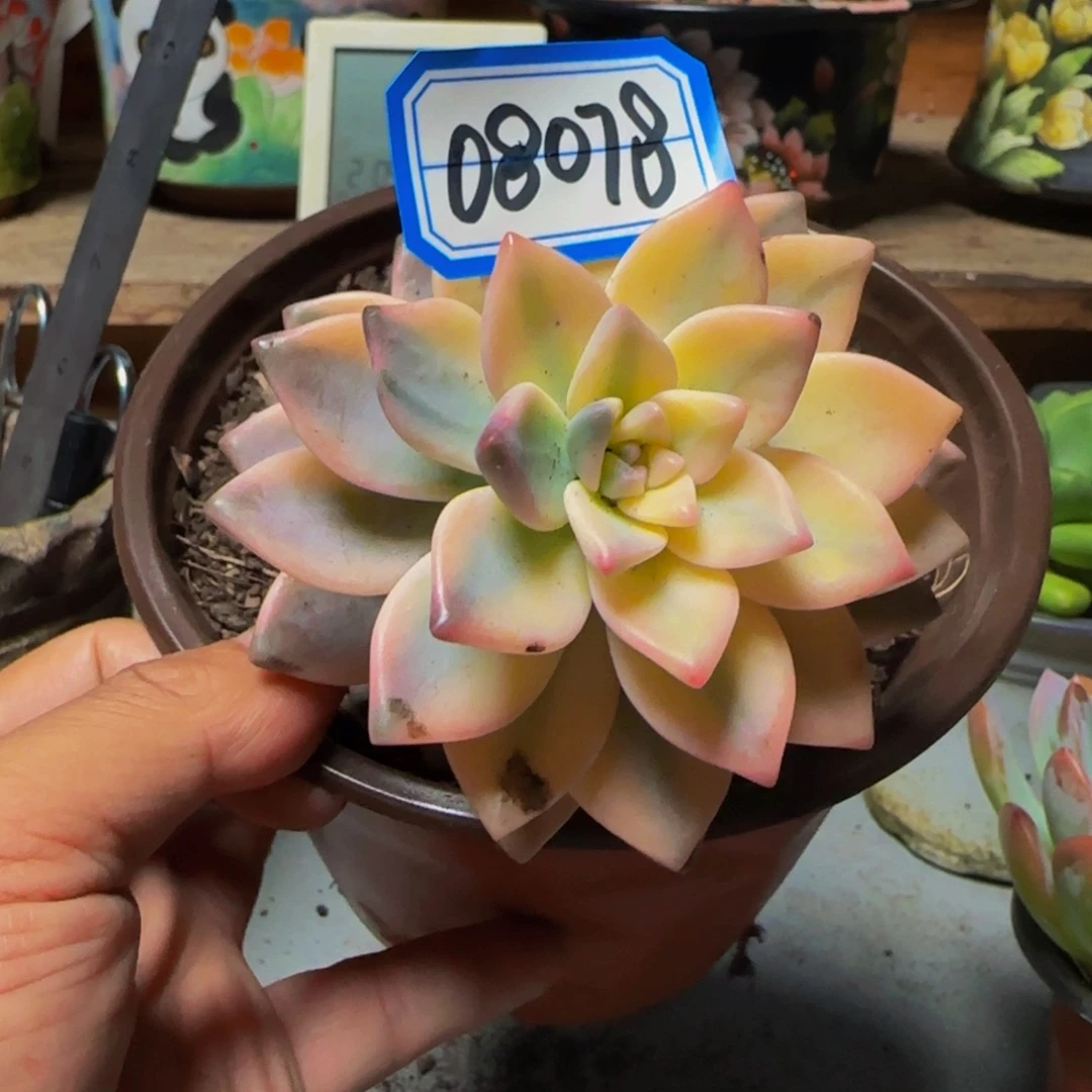 08078淡雪锦多肉单头