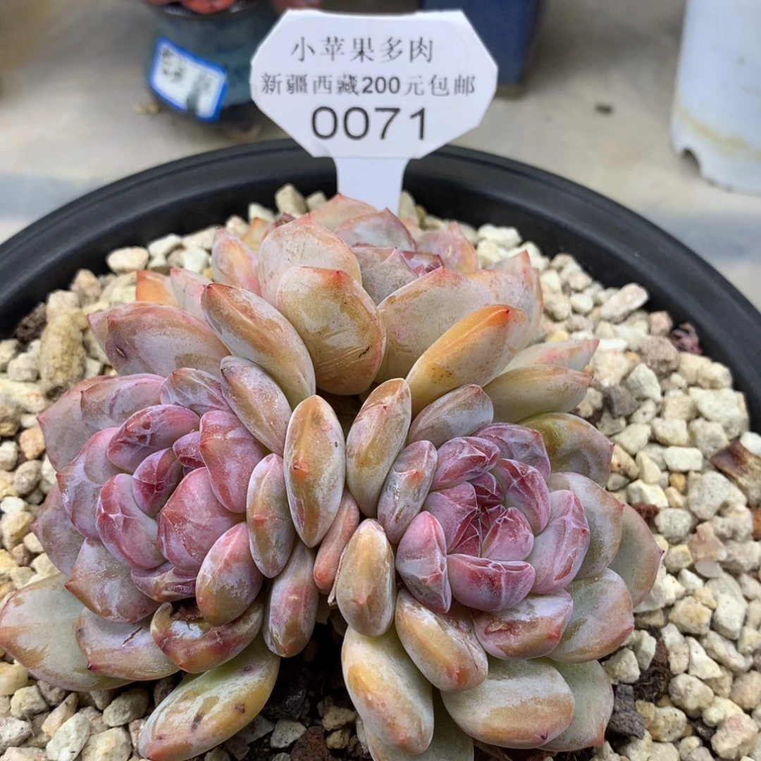 紫心071/12cm3头多肉