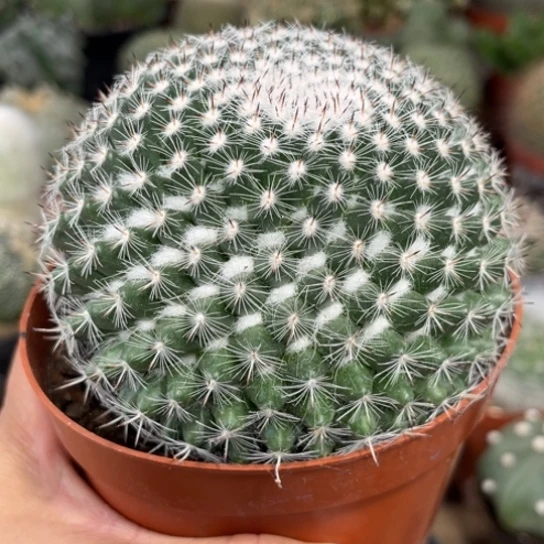 当前无花栽培后可以开花实生玉翁