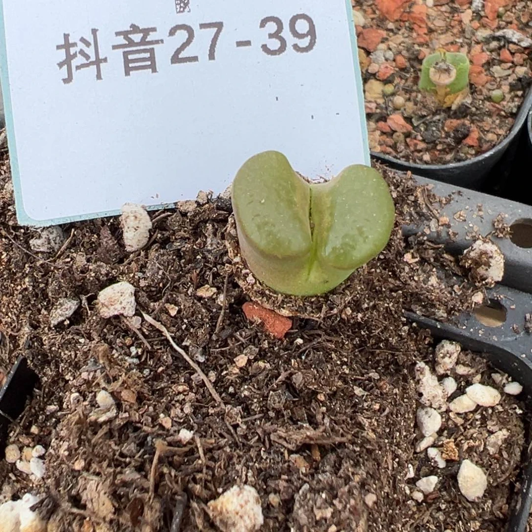 27-39bank磁铁风铃