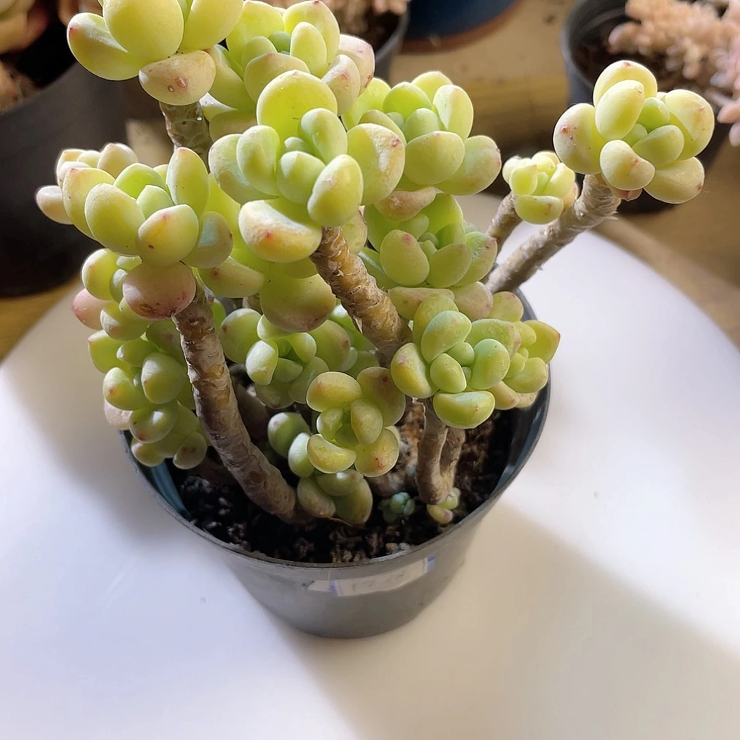 1804 劳尔 六月六