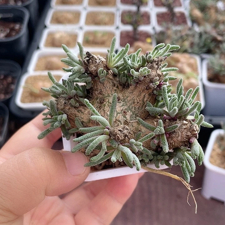 997天赐块根植物,