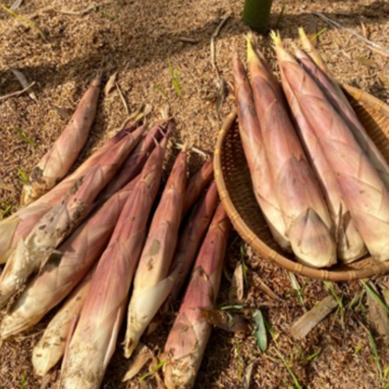 顺丰到家 临安天目山春雷笋新鲜现挖现发当季蔬菜