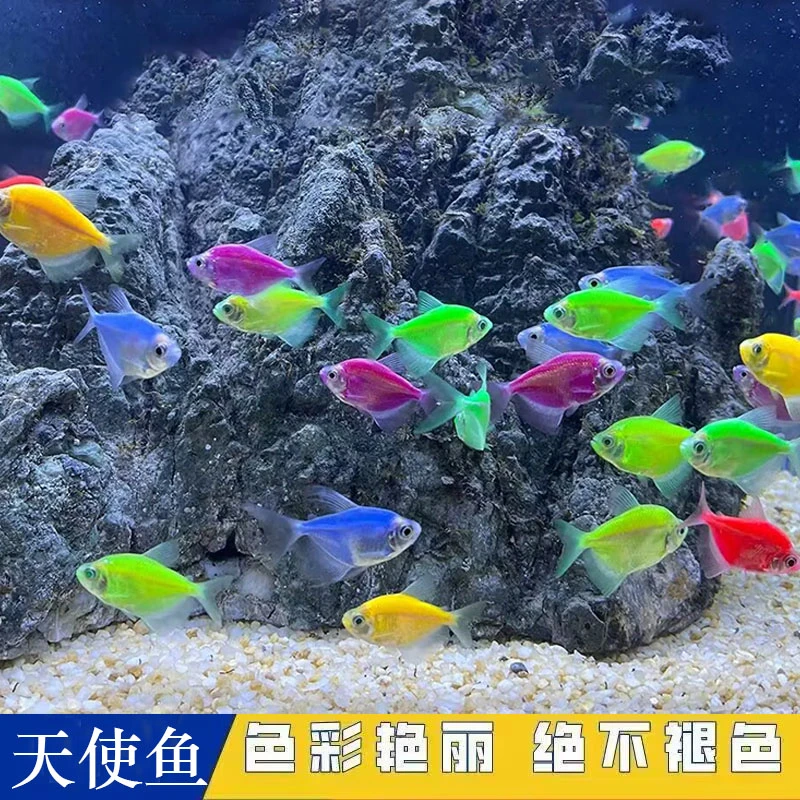 3-4厘米天使鱼淡水观赏鱼不掉色新手养