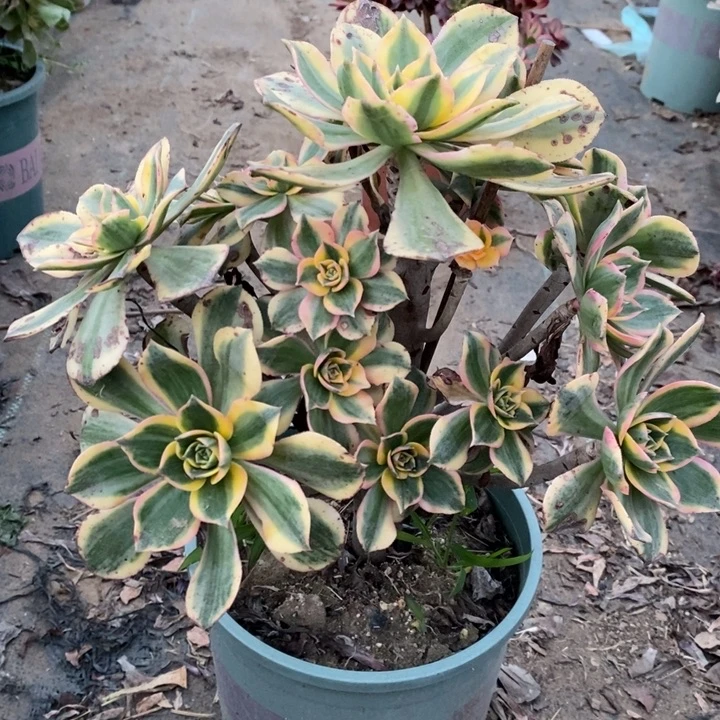 灿烂断枝16多肉植物法师法师