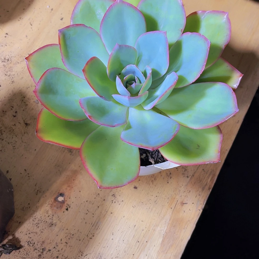 木***木00000000000000000355