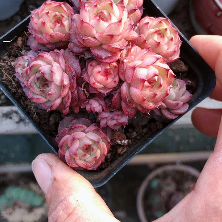 【闪购商品】水****～水彩麦秆
