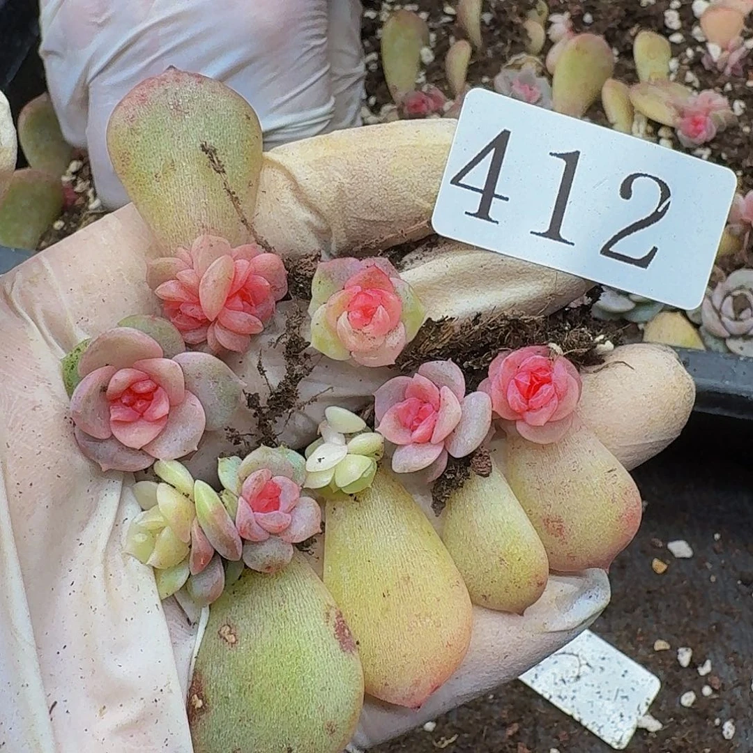 多肉植物多肉植物412
