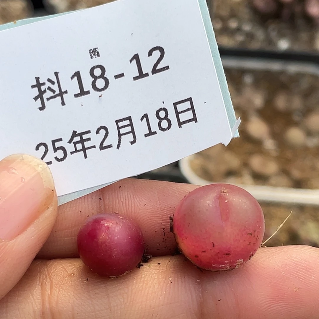 18-12毛毛多肉植物