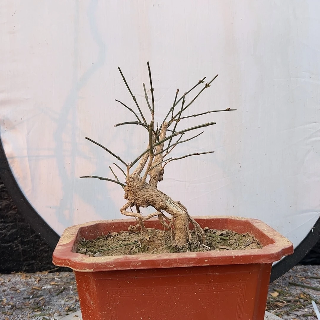 无花朵迎春花河南虎蹄迎春