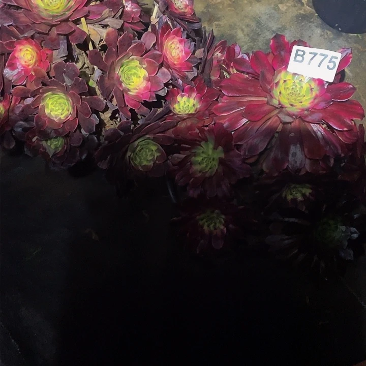 爱**者多肉法师775号烟花➕美姬发货不包损