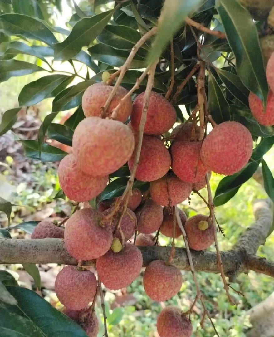 《圆通特快，坏果包赔川渝拍》合江降纱楠晚熟荔枝合江荔枝
