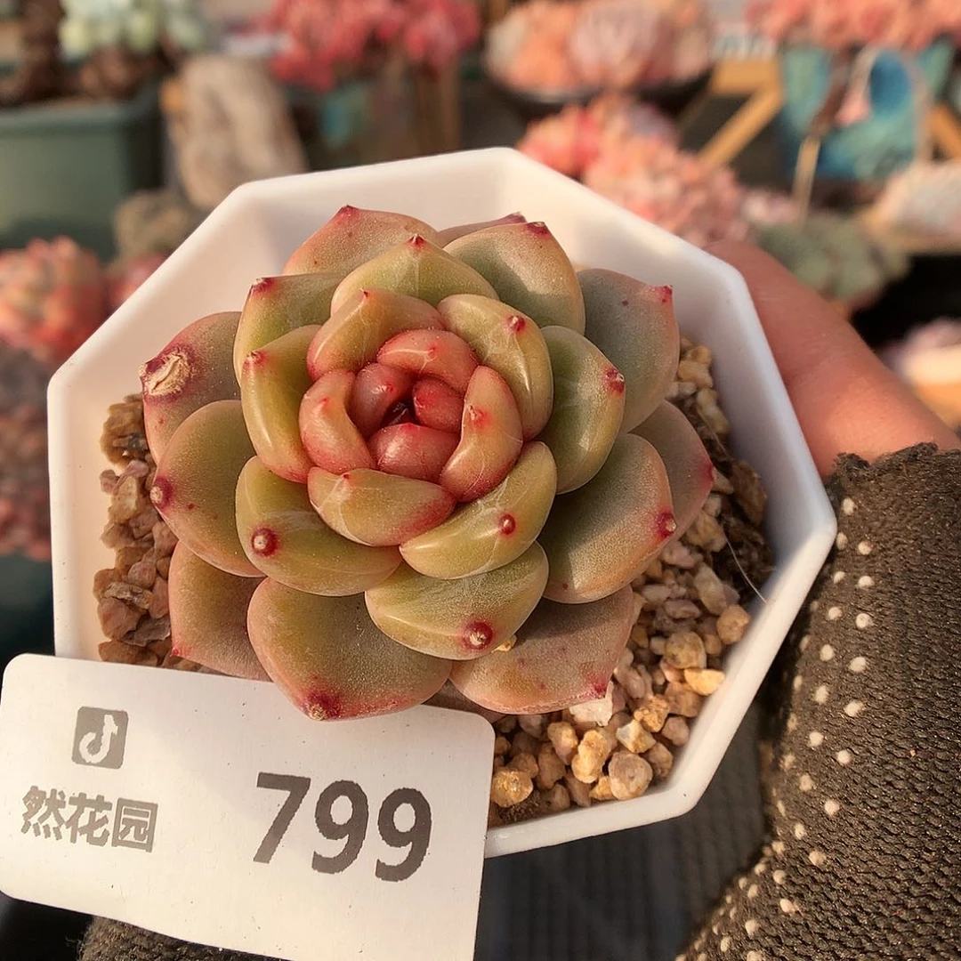 799溏心多肉植物666