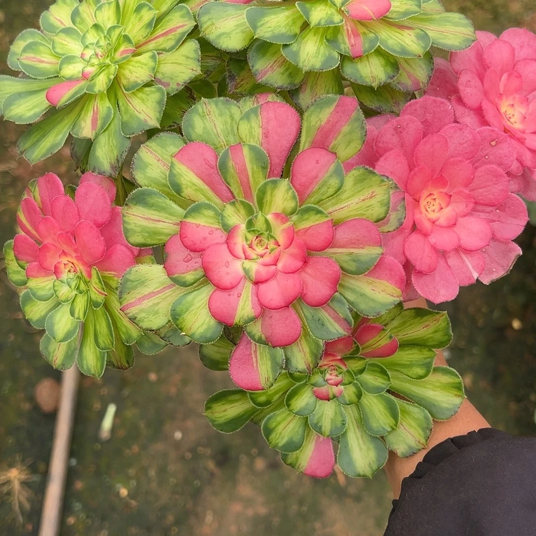 唐***精品多肉植物砍头唐