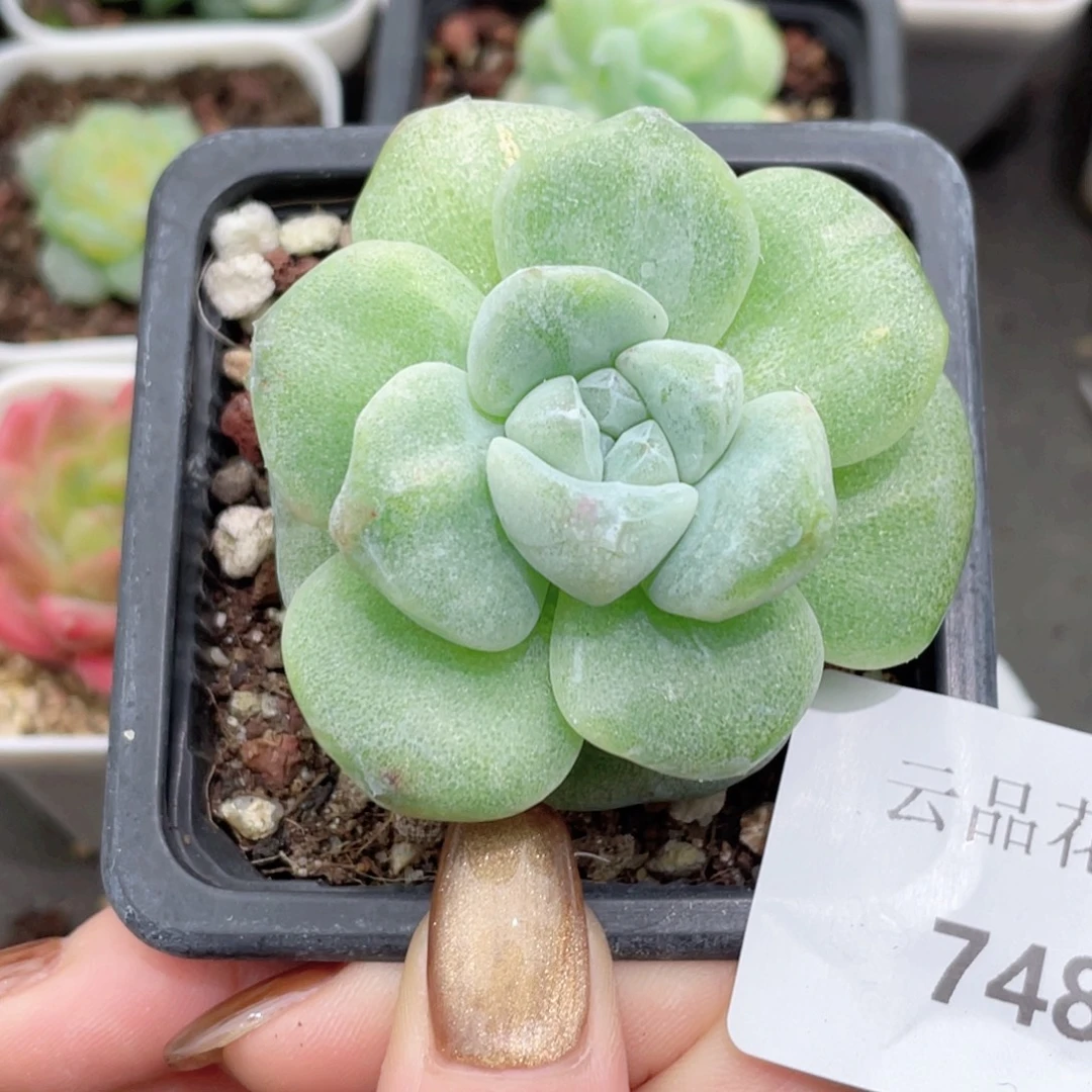 748号糖心冰心珍妮 冰玉石化