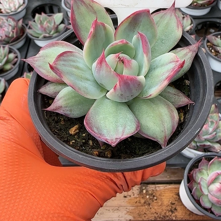 128 惊鸿仙子多肉植物6-9cm