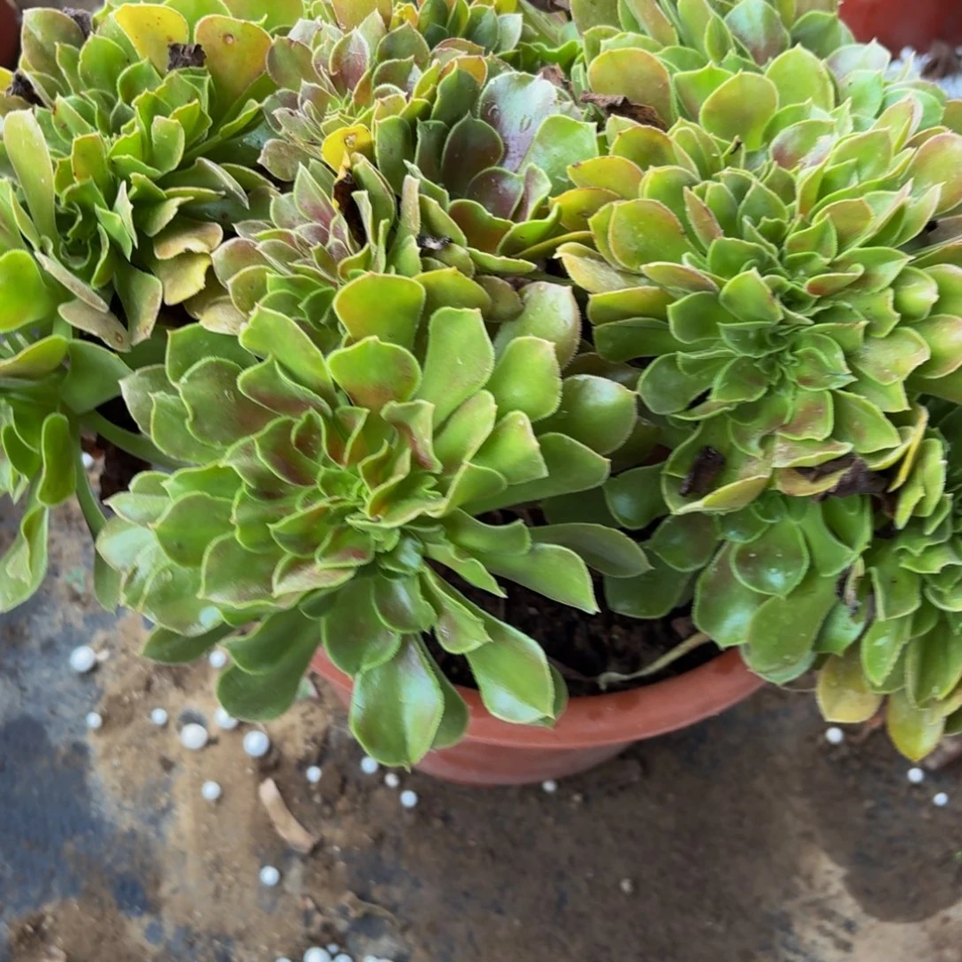 269多肉植物捧花的时候