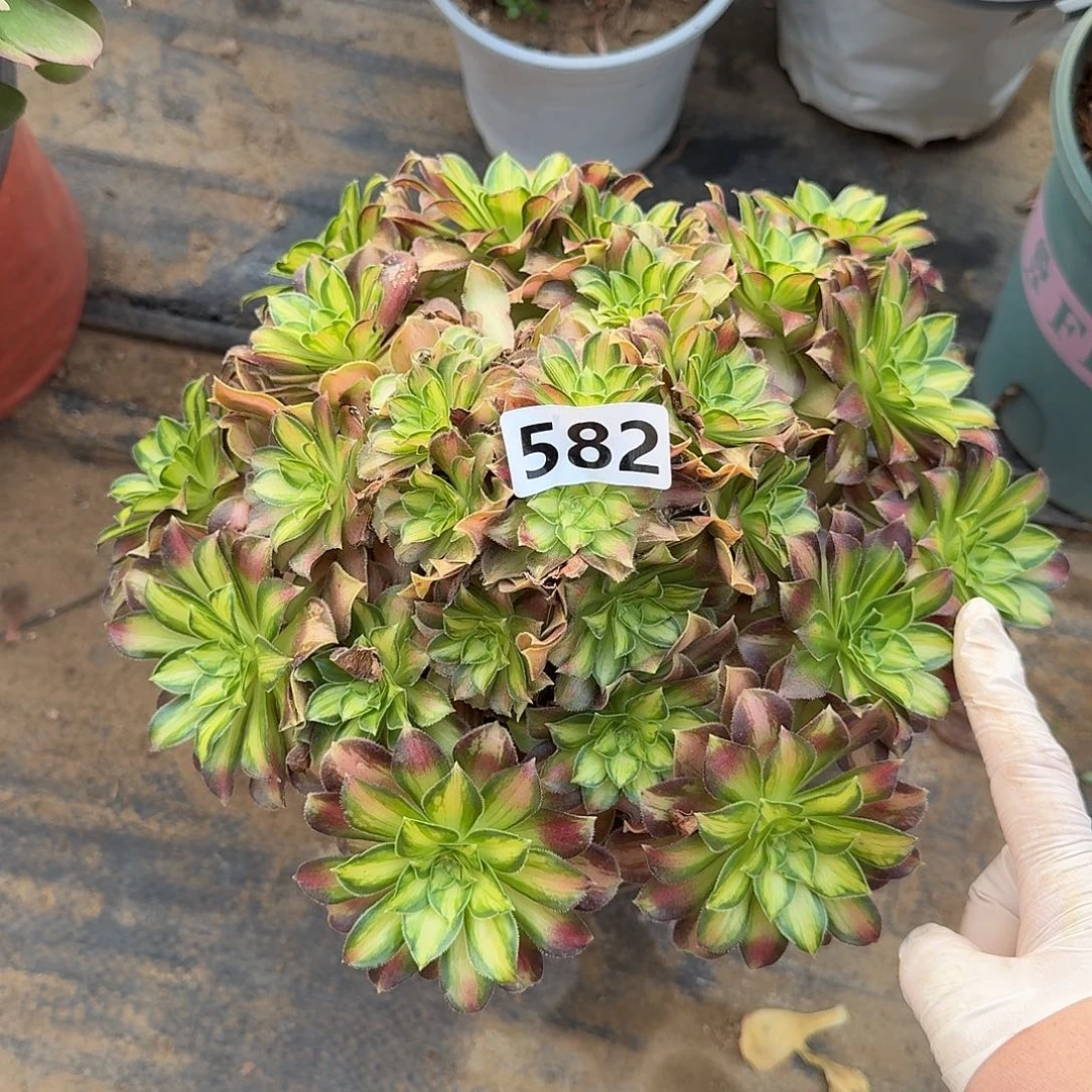 多肉植物韶华582号