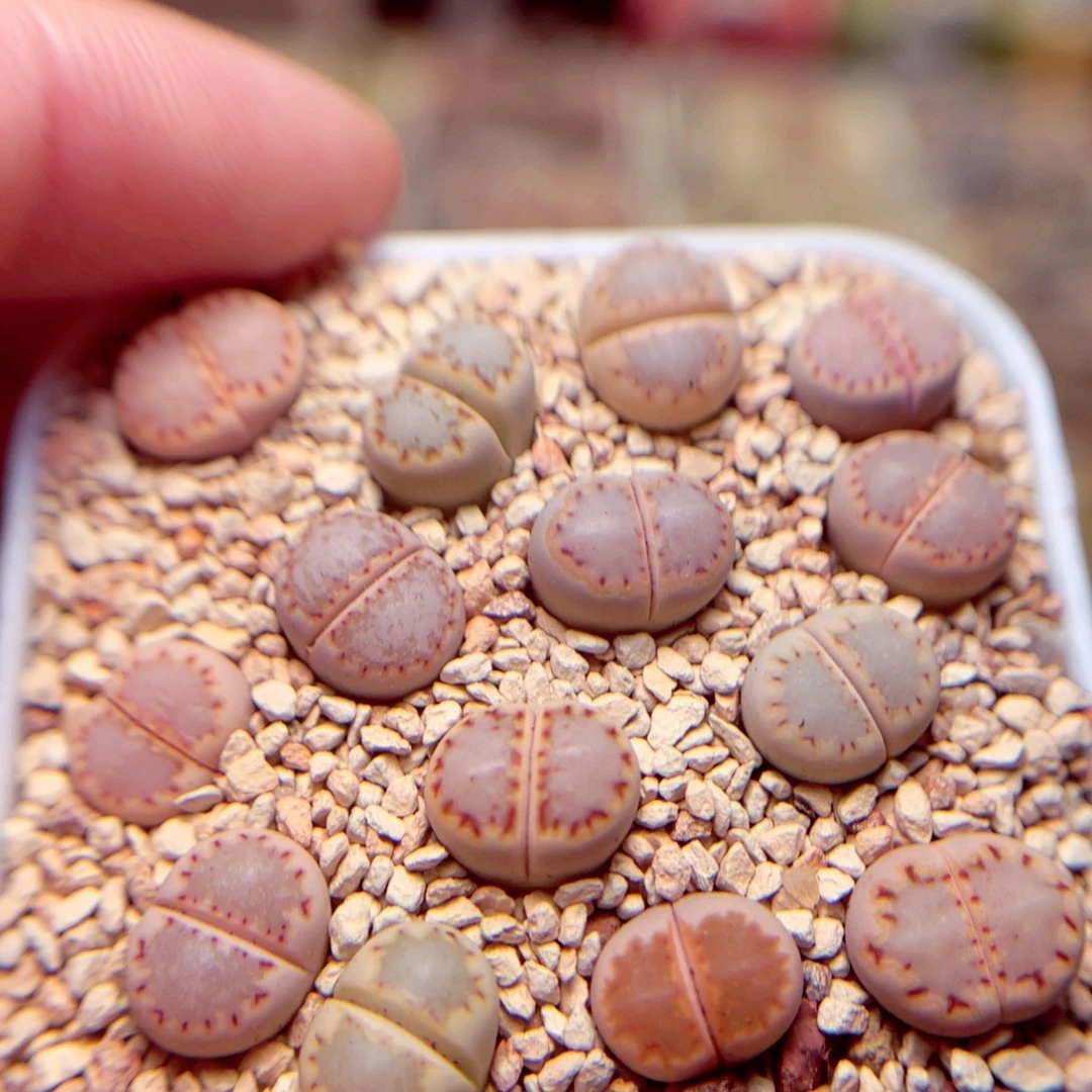 613号带包邮发货啦