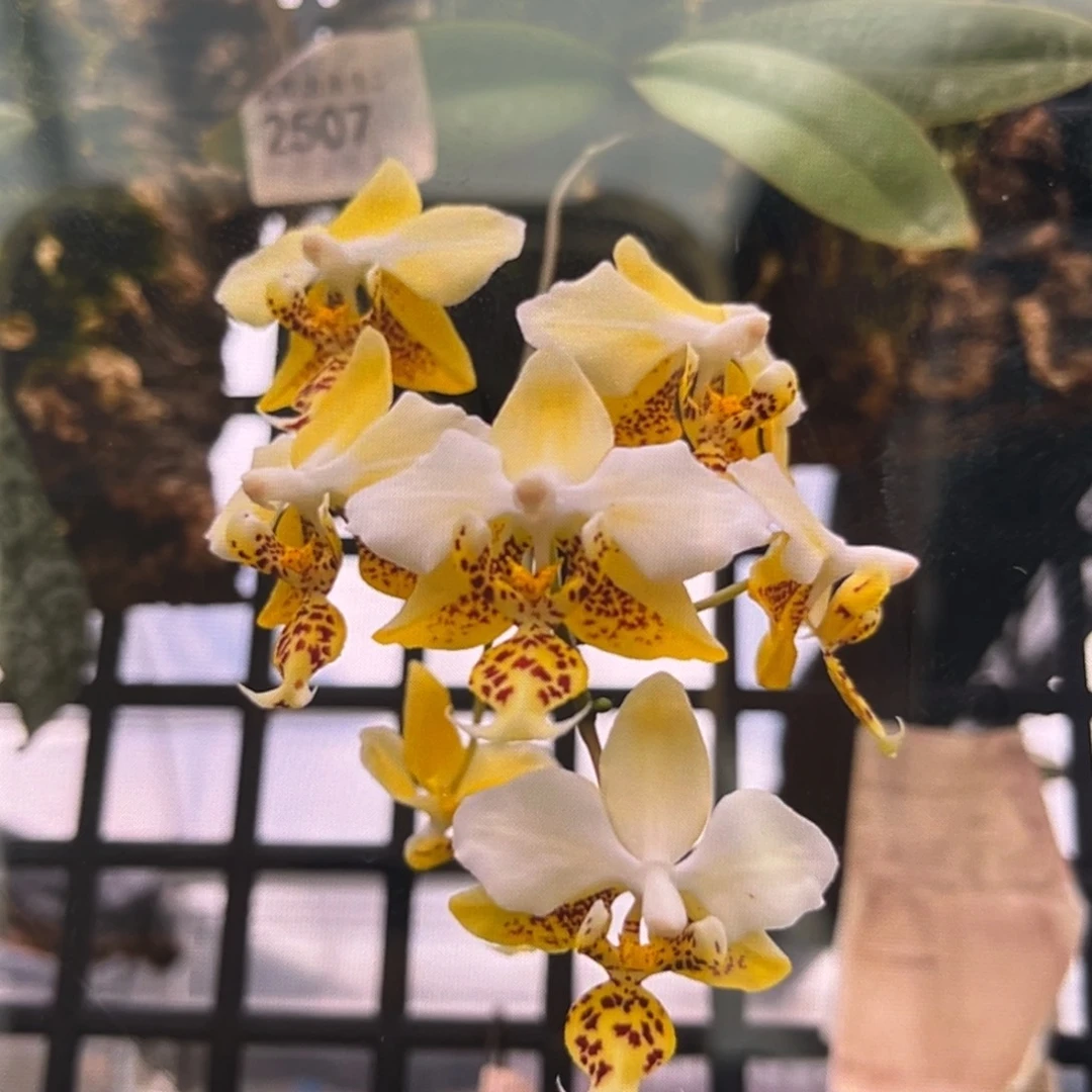 无花朵2.5寸888苗