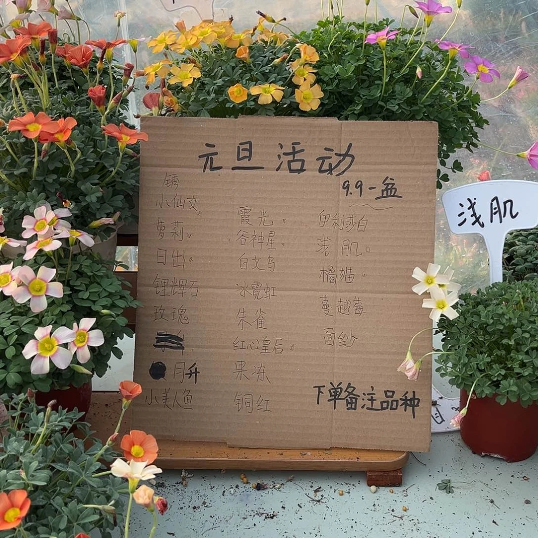 当前无花栽培后可以开花酢浆草1盆自己备注品种
