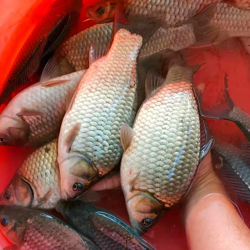 鲫鱼中科五号鲫鱼彭泽鲫大板鲫水族宠物鱼观赏鱼淡水冷水鱼
