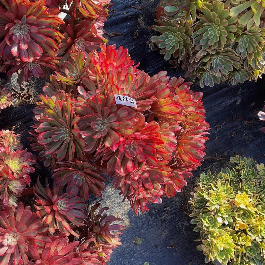 红金刚法师多肉1-37