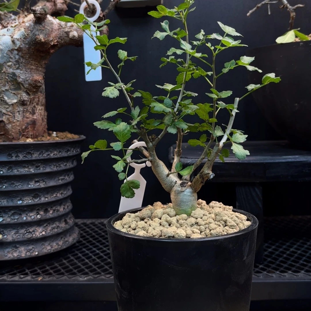 沃德瑞橄榄带盆土