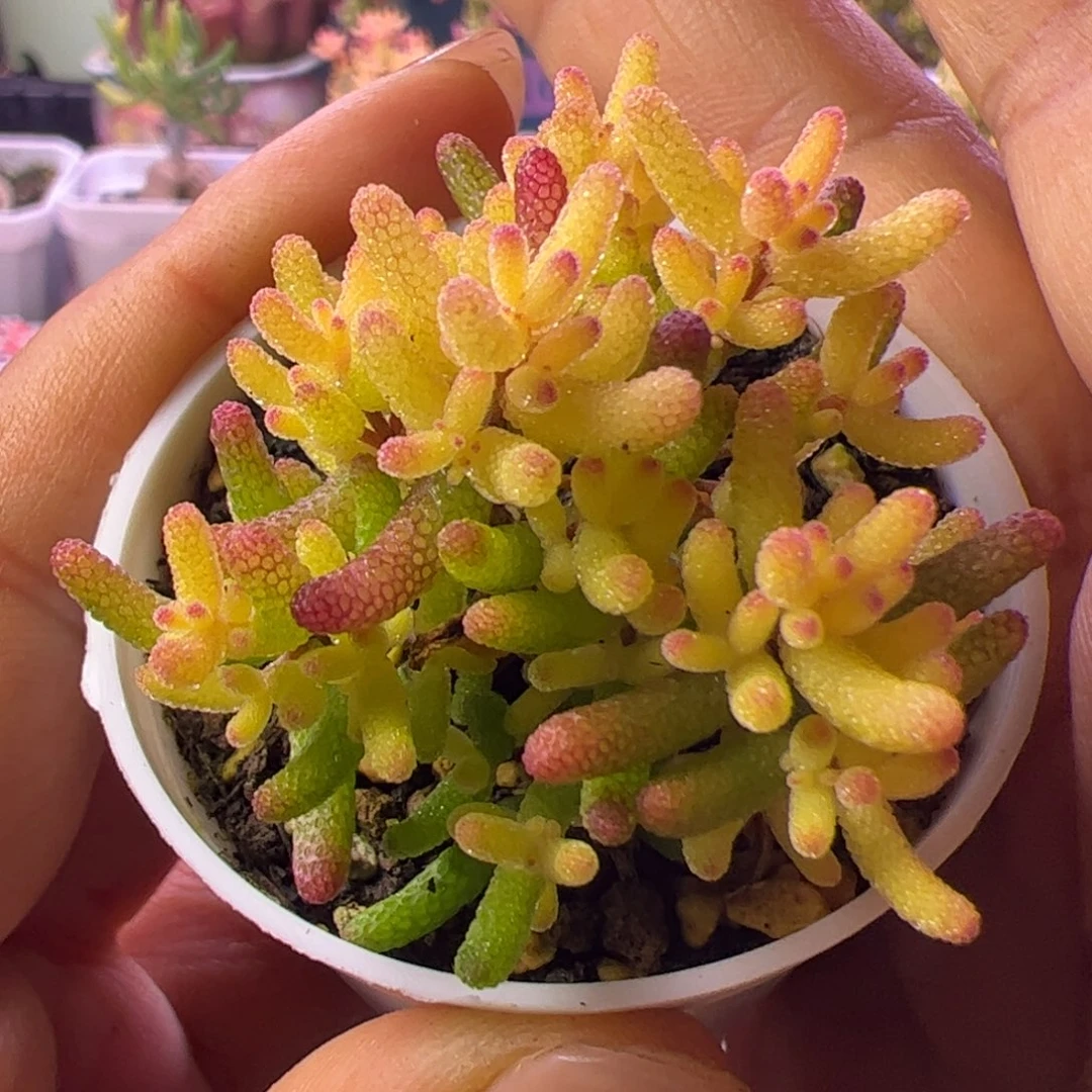 27多肉植物枝干假飞机猪