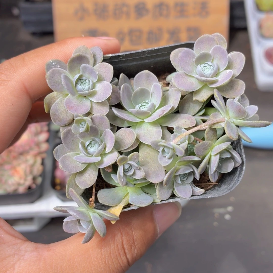 子持莲华多肉9.9包邮发货