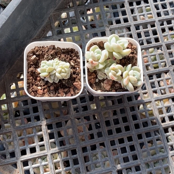 花开一物一拍专拍的