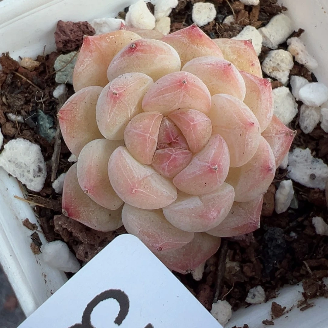 小卡拉米糖心一物一拍4-113