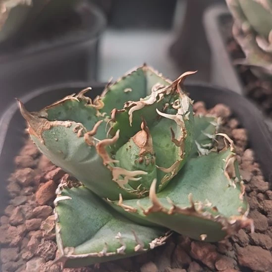 油猪仁王冠龙舌兰