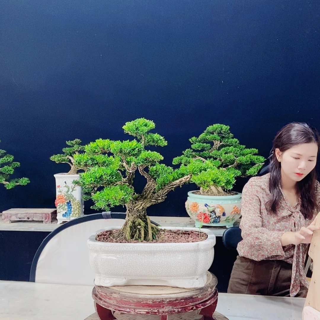 当前无花朵，栽培后可花朵