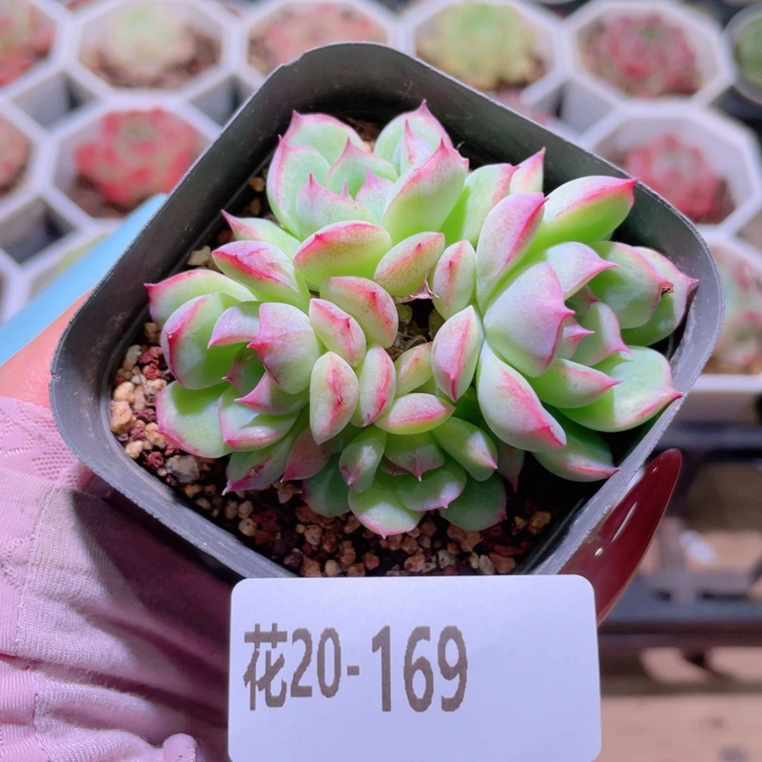 花利美20-169女王玫瑰