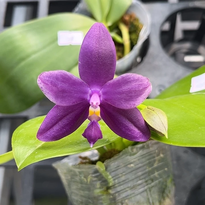 完全开放2.8寸杯盲盒浓香